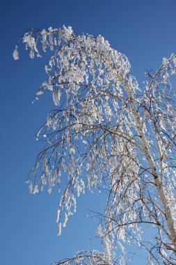 Huş ağacı kış