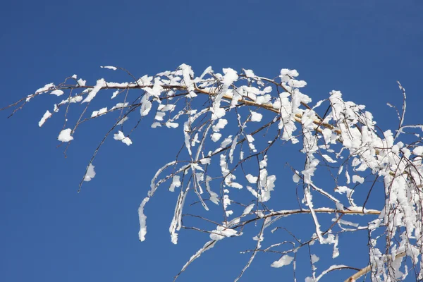 Birch winter — Stock Photo, Image