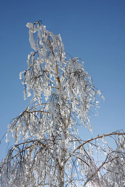 Birch winter — Stock Photo, Image