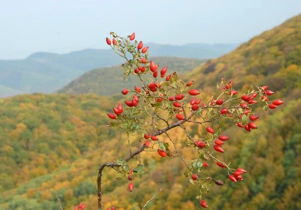 stock image Dogrose