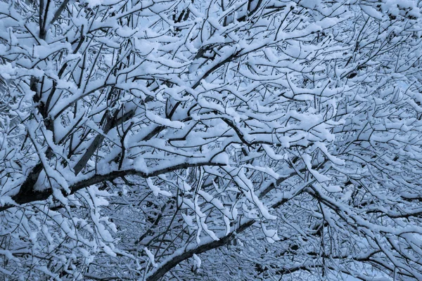 Stock image Branches under snow