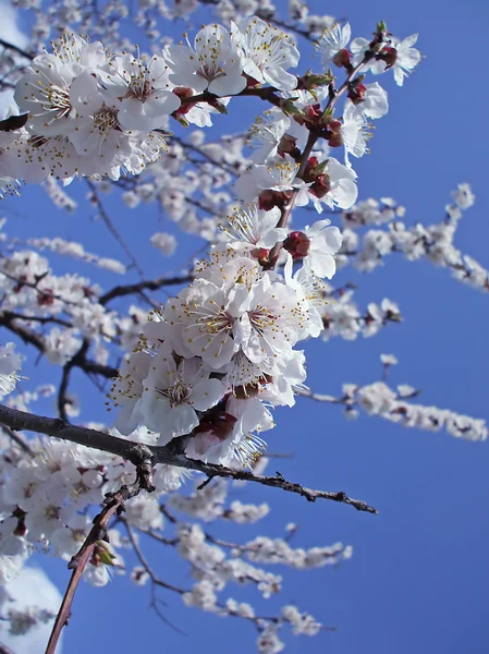 Ramo di primavera di un'albicocca con fiore — Foto Stock