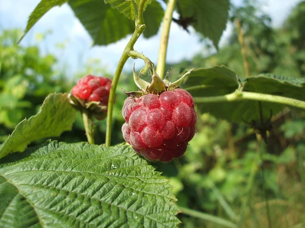 Raspberry on bush — Stock Photo, Image