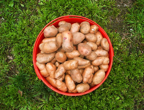 Wiadro z ziemniaków (widok z góry) — Zdjęcie stockowe