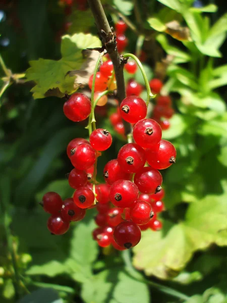 甘酸っぱい赤すぐりのベリーの茂み — ストック写真