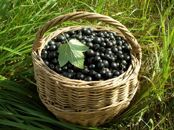 新鮮な黒スグリの果実 — ストック写真