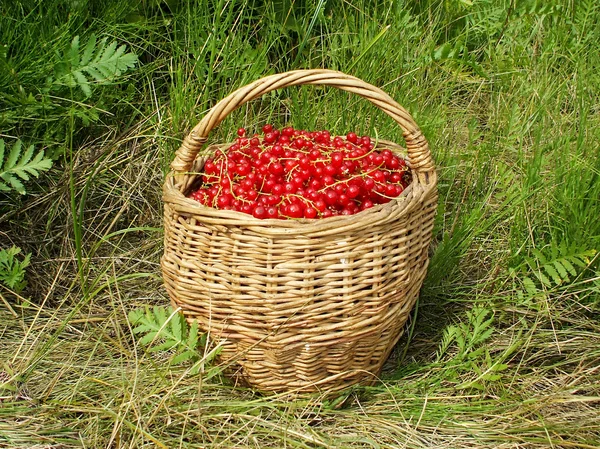 Bucket with fresh red currant — Stock Photo, Image