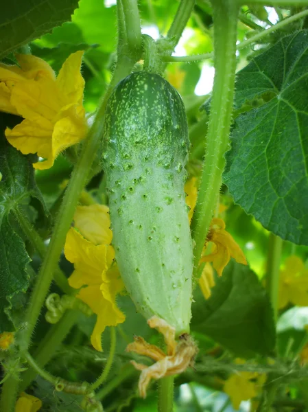 stock image Cucumber on stalk