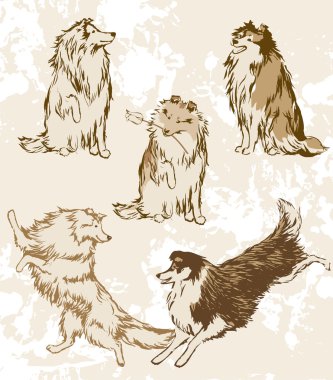 Sheltie and Collie. Breeds of dogs. clipart