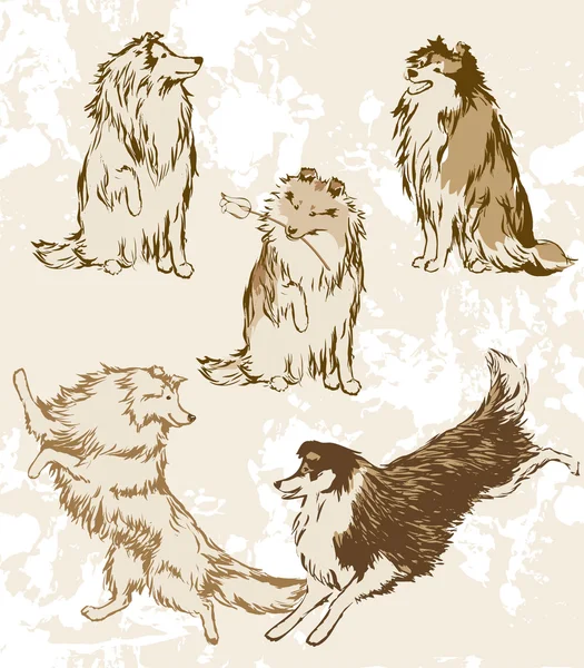 Sheltie et Collie. races de chiens . — Image vectorielle