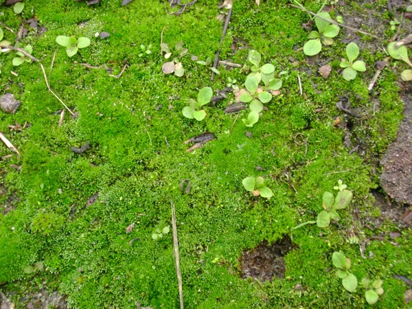 Moss sobre piedras —  Fotos de Stock