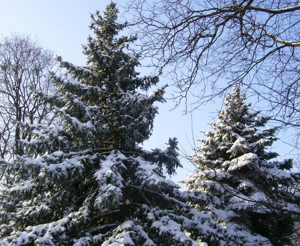 stock image Fir-tree in to snow