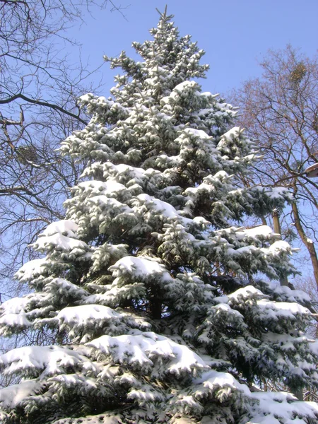 雪の fir 木 ストック画像