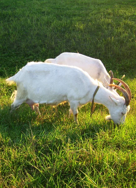 Koza — Zdjęcie stockowe