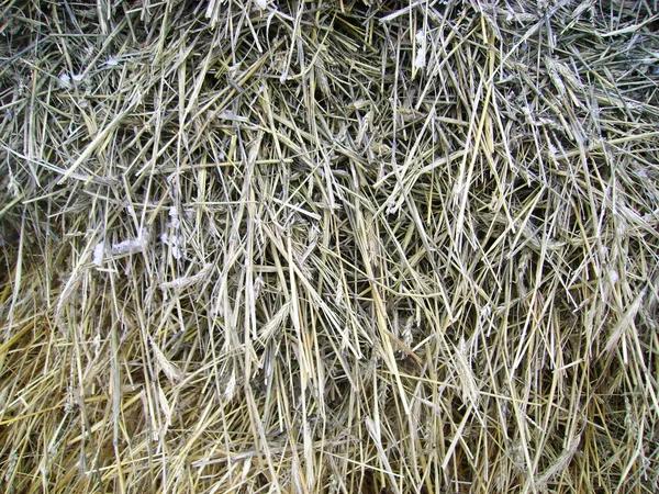 หญ้าแห้ง — ภาพถ่ายสต็อก