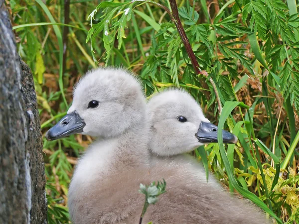 Swans - lovely disgusting ducklings — Stock Photo, Image