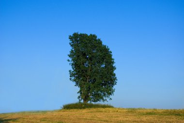 Yalnız ağaç