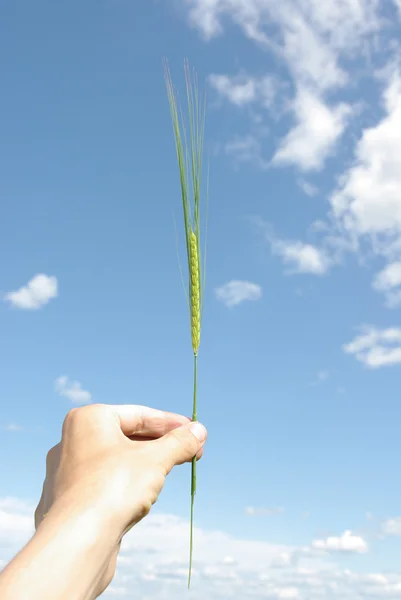 Wheaten — Stock Photo, Image
