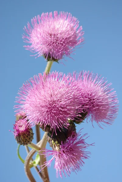 Fluffy flower — Stock Photo, Image