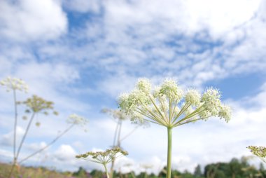 Airy-Fairy