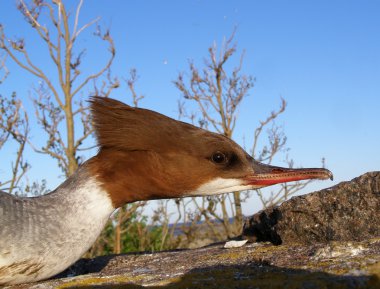 Mergus merganser