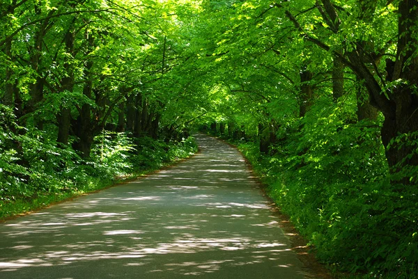 stock image Basswood road