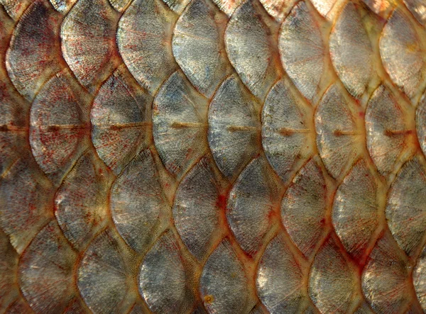 Fish texture Stock Photos, Royalty Free Fish texture Images