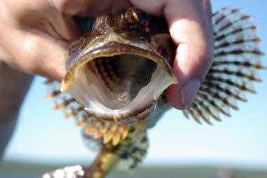 güzel bullhead