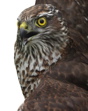 Hawk in a frame clipart