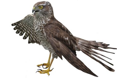 Goshawk 3 clipart