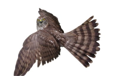 Hawk clipart