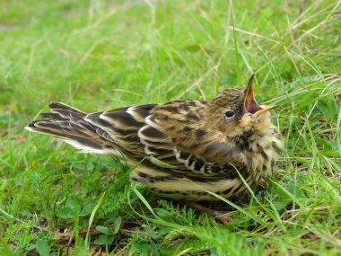 Fledgeling