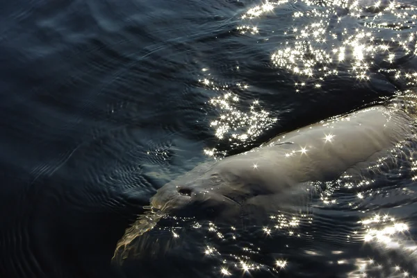 Белый кит — стоковое фото