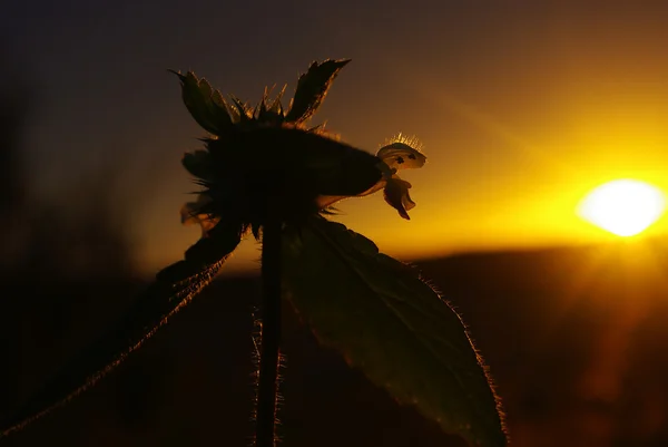 Blume im Sonnenstrahl — Stockfoto