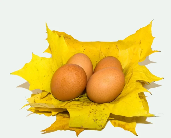 Eggs for autumn. — Stock Photo, Image