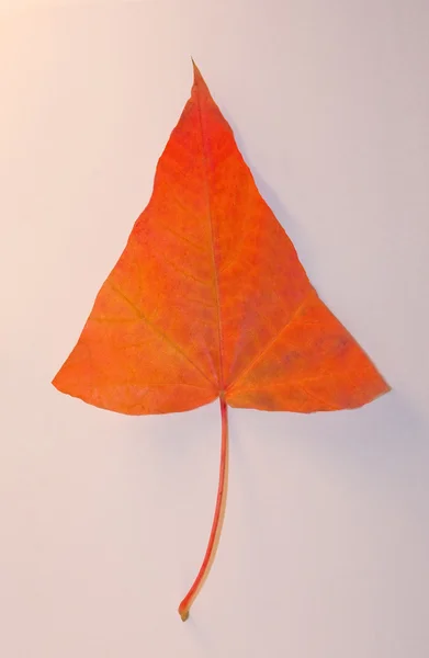Arrow - leaf — Stock Photo, Image