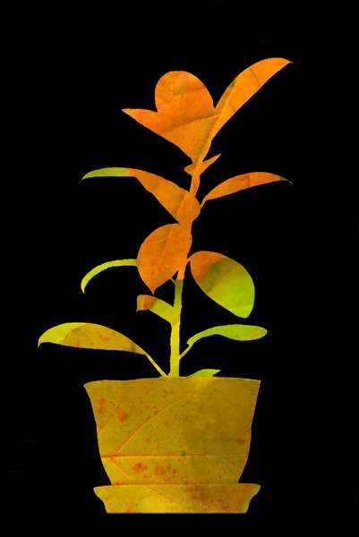 秋天的想法： 一种植物在花盆里. — 图库照片