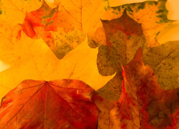 Atmosféra podzimu — Stock fotografie