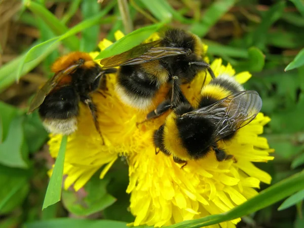 Yaban arısı — Stok fotoğraf