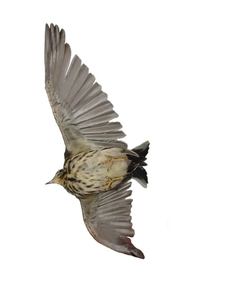 Парящая птица — стоковое фото