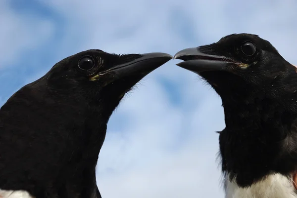 Two common magpie — Stock Photo, Image