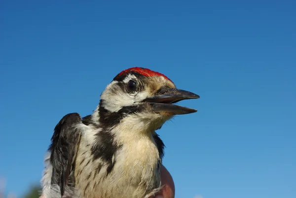 Woodpecker 1 — Stock Photo, Image