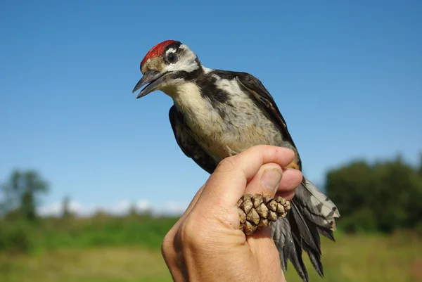 Woodpecker on a hand — Stock Photo, Image
