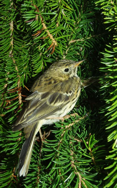 The pipit against fur-tree branches — Stock Photo, Image