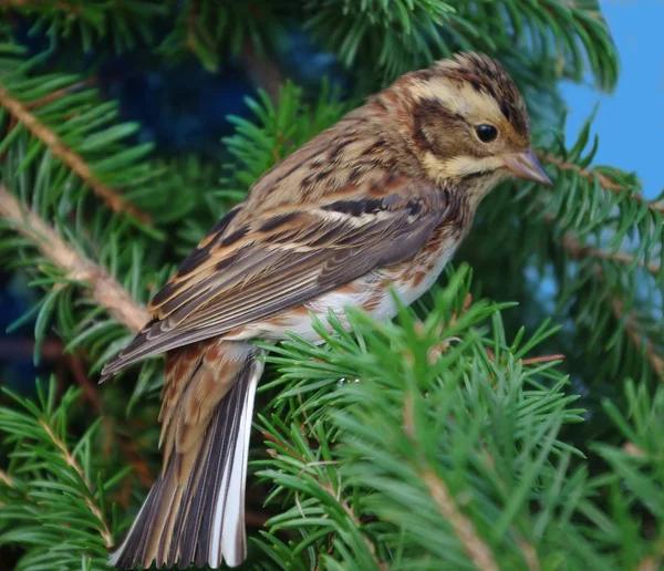 Rustic bunting on a fur-tree branch — Stock Photo, Image