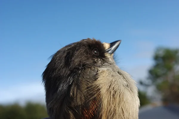 Sibirischer Eichelhäher auf einer Hand — Stockfoto