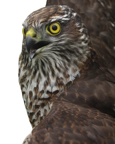 Hawk in a frame — Stock Photo, Image