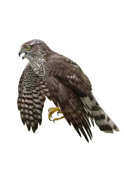 Hawk omfamnar — Stockfoto
