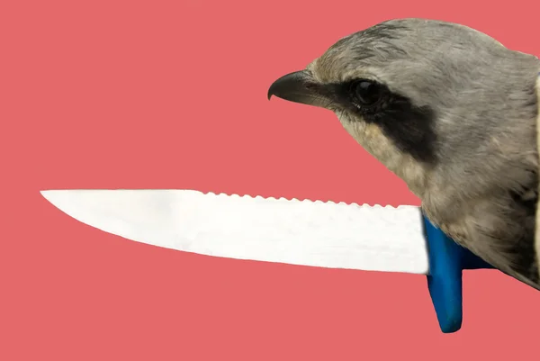 육 식 때 까치와 날카로운 칼 — 스톡 사진