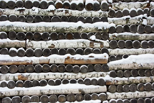 Timbered birch background — Stock Photo, Image